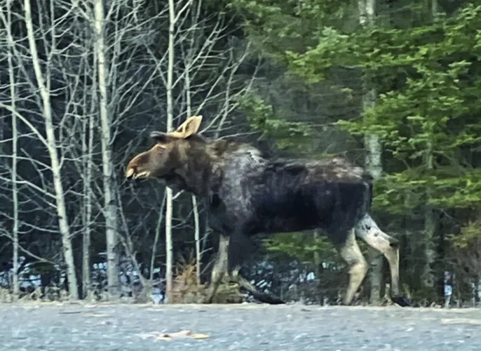 Strong like a moose